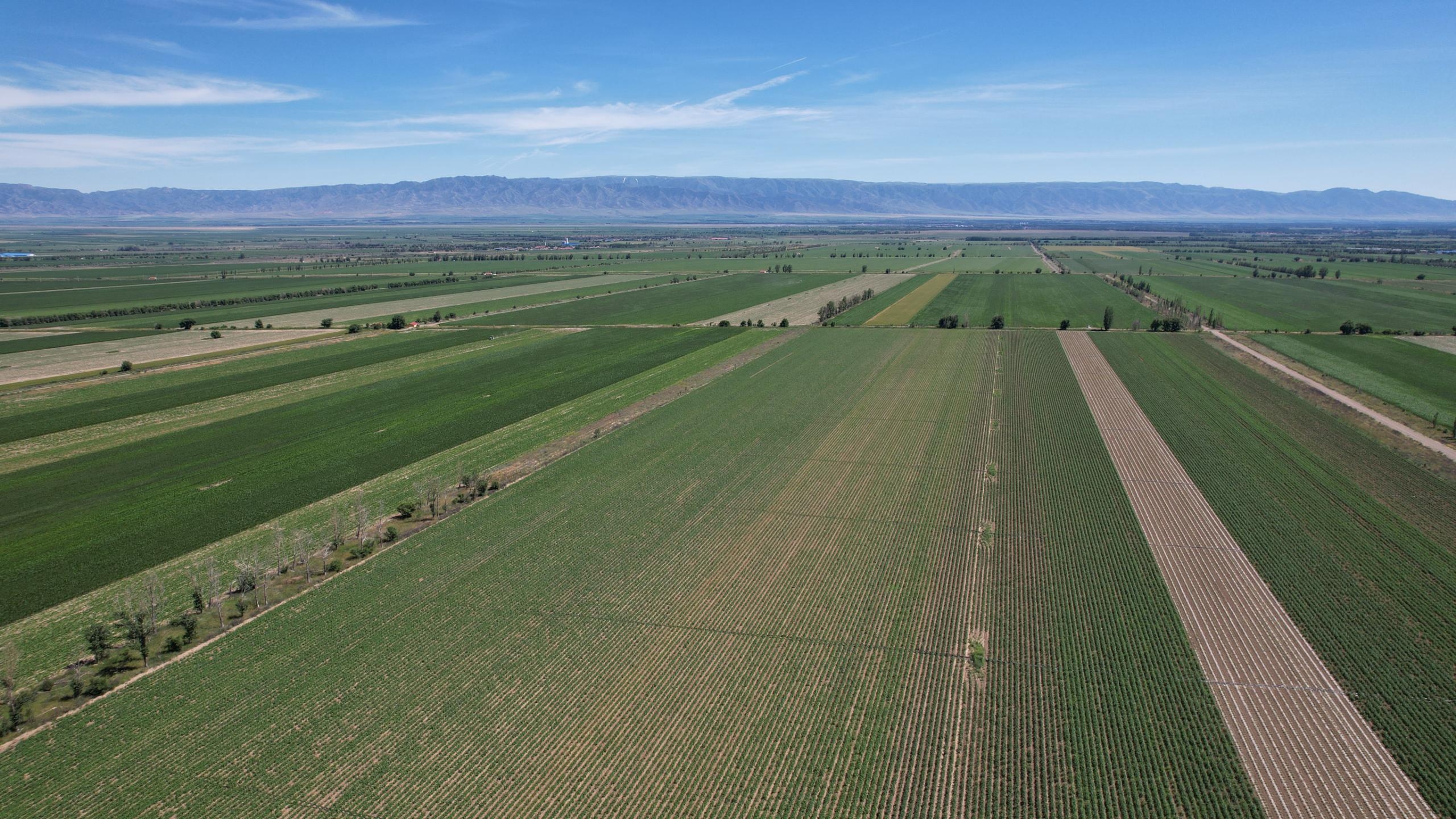 鹽津鋪子×農心 重磅聯名——辣白菜薯片新鮮上市